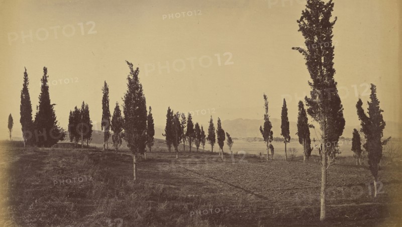Trees in field; John Burke, British, active 1860s - 1870s, Afghanistan; 1878 - 1879; Albumen silver print
