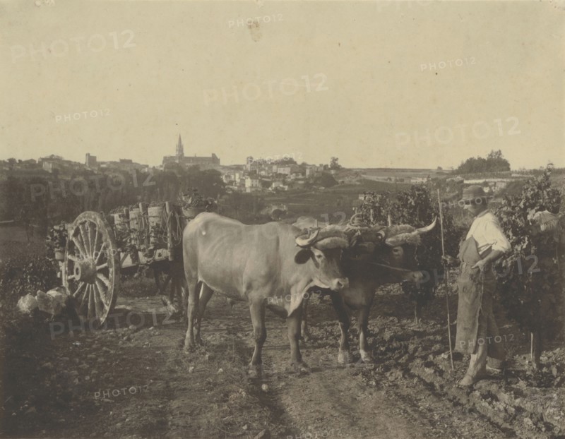 Man with oxen; Attributed to Adolphe Braun, French, 1811 - 1877, about 1860; Carbon print; 20.2 x 26.1 cm, 7 15,16 x 10 1,4 in