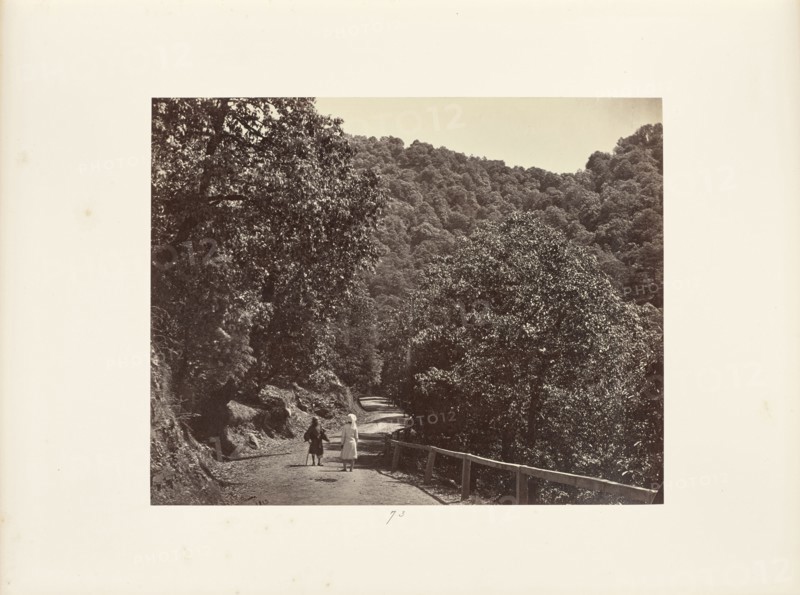 Simla; A Shady Ride round sic Jakko; Samuel Bourne, English, 1834 - 1912, Simla, India; 1868; Albumen silver print