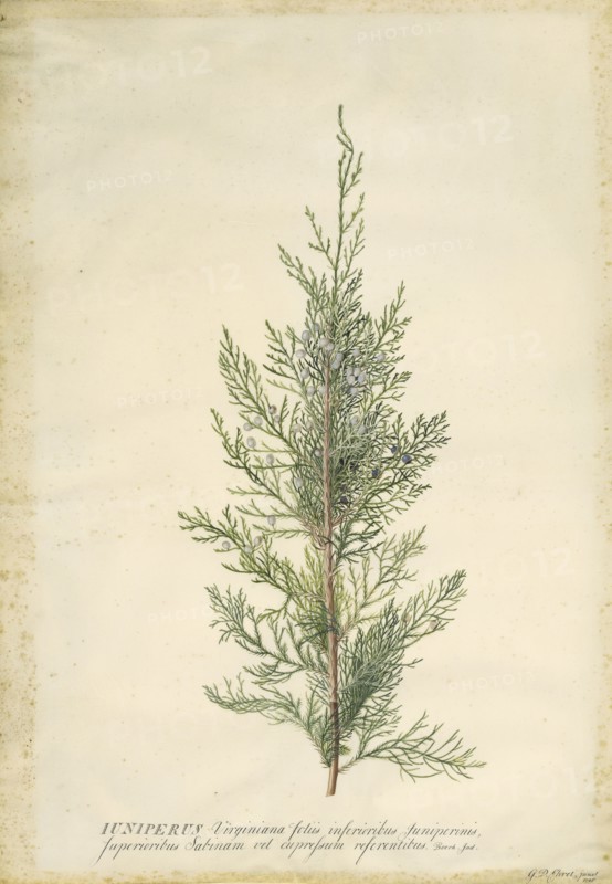 Juniper; Georg Dionysius Ehret, German, 1708 - 1770, Germany; 1745; Gouache and graphite on vellum; 52.5 x 36.7 cm