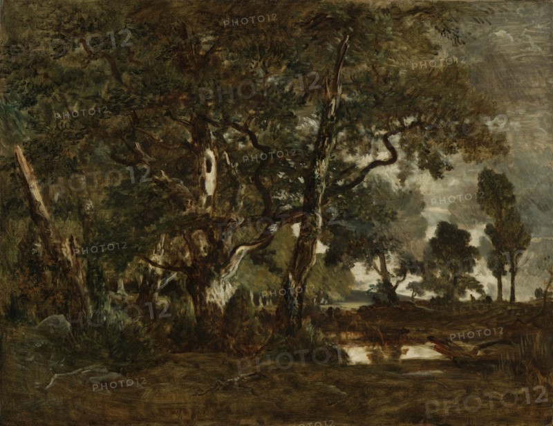 Forest of Fontainebleau, Cluster of Tall Trees Overlooking the Plain of Clair-Bois at the Edge of Bas-Bréau; Théodore Rousseau