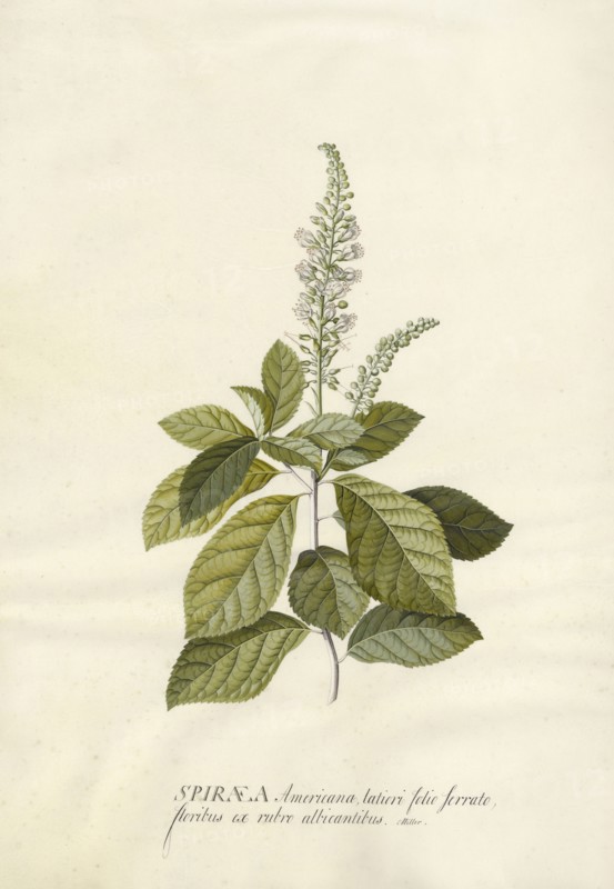 Spiraea; Georg Dionysius Ehret, German, 1708 - 1770, Germany; 1743; Gouache and graphite on vellum; 47.3 x 33.7 cm