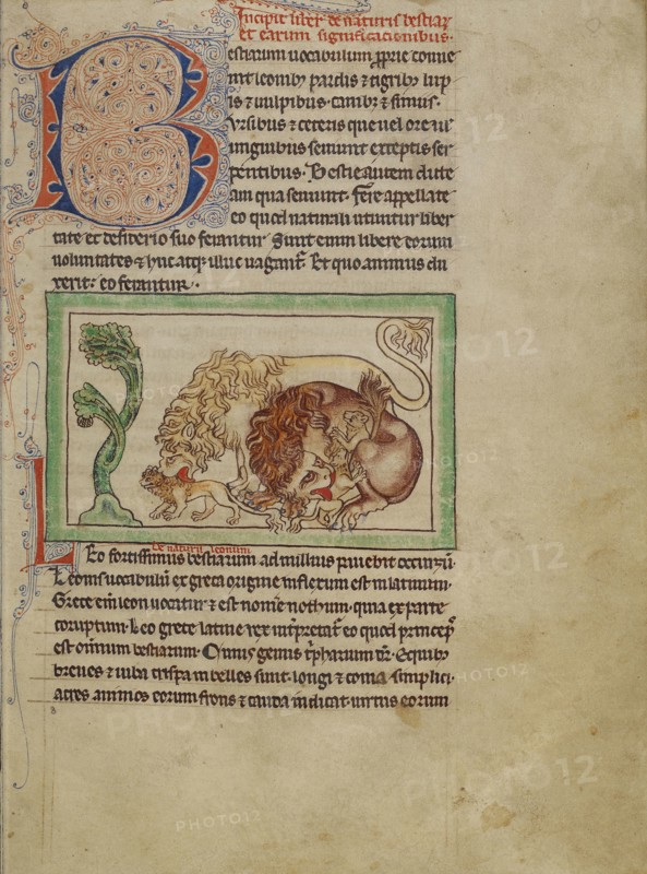 Lions; England; about 1250 - 1260; Pen-and-ink drawings tinted with body color and translucent washes on parchment; Leaf