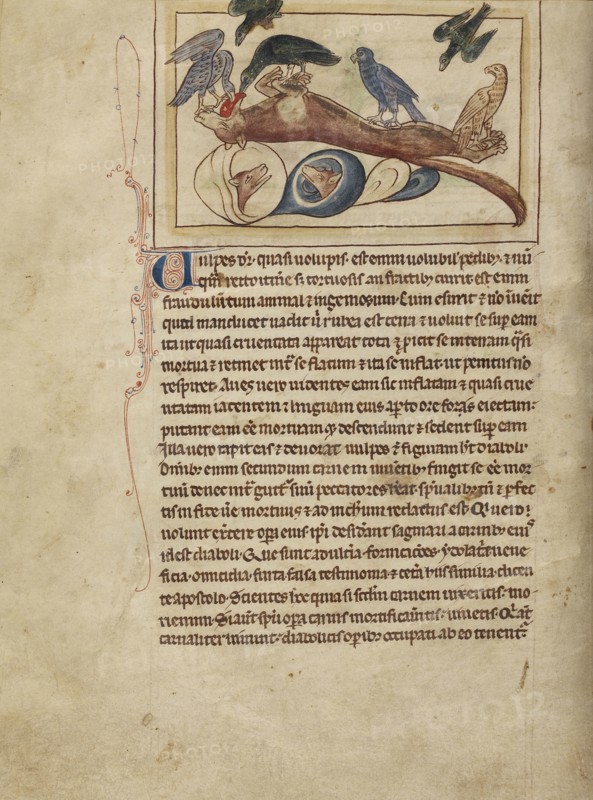 Foxes; England; about 1250 - 1260; Pen-and-ink drawings tinted with body color and translucent washes on parchment; Leaf