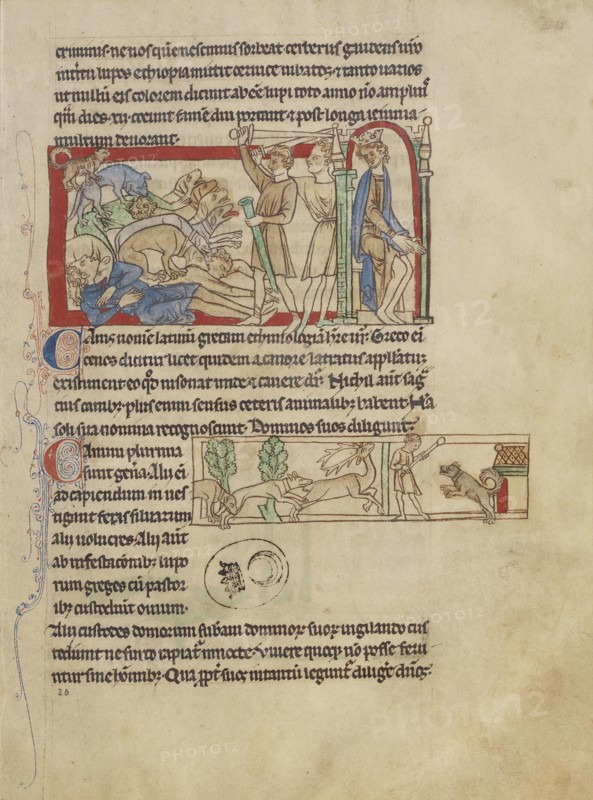 Dogs; England; about 1250 - 1260; Pen-and-ink drawings tinted with body color and translucent washes on parchment; Leaf