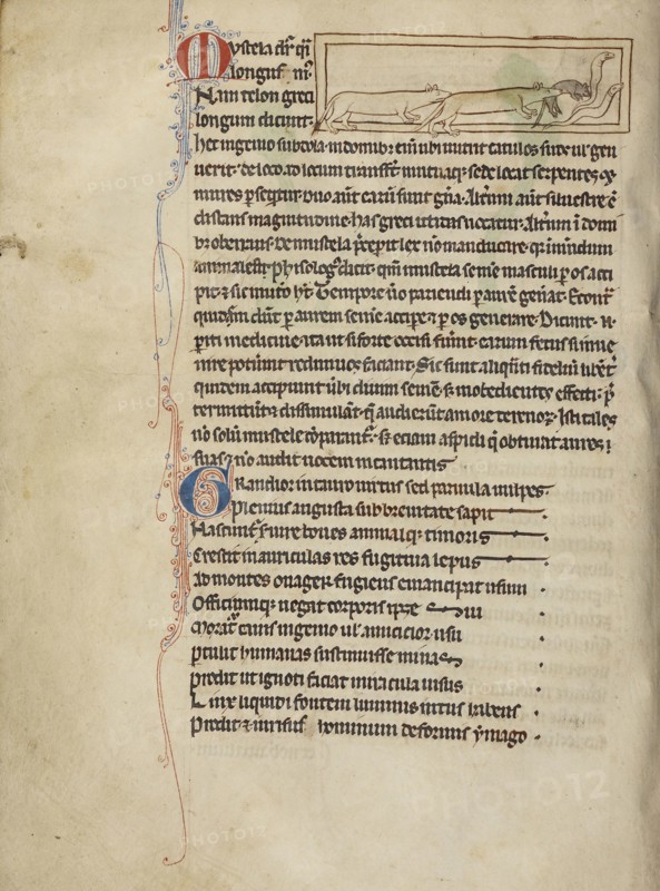 Weasels; England; about 1250 - 1260; Pen-and-ink drawings tinted with body color and translucent washes on parchment; Leaf