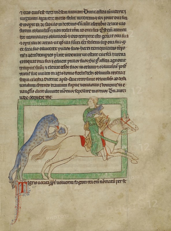 A Tiger; England; about 1250 - 1260; Pen-and-ink drawings tinted with body color and translucent washes on parchment; Leaf