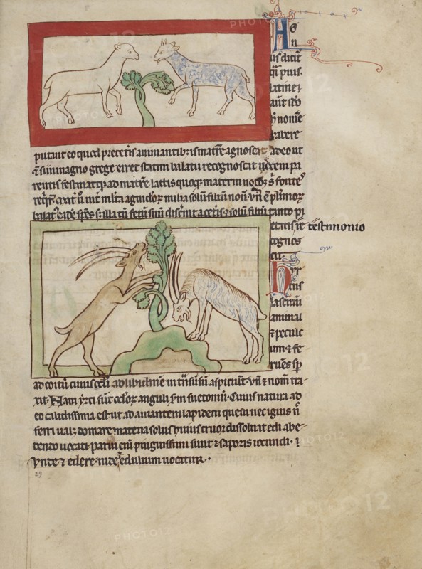 Lambs; Goats; England; about 1250 - 1260; Pen-and-ink drawings tinted with body color and translucent washes on parchment; Leaf