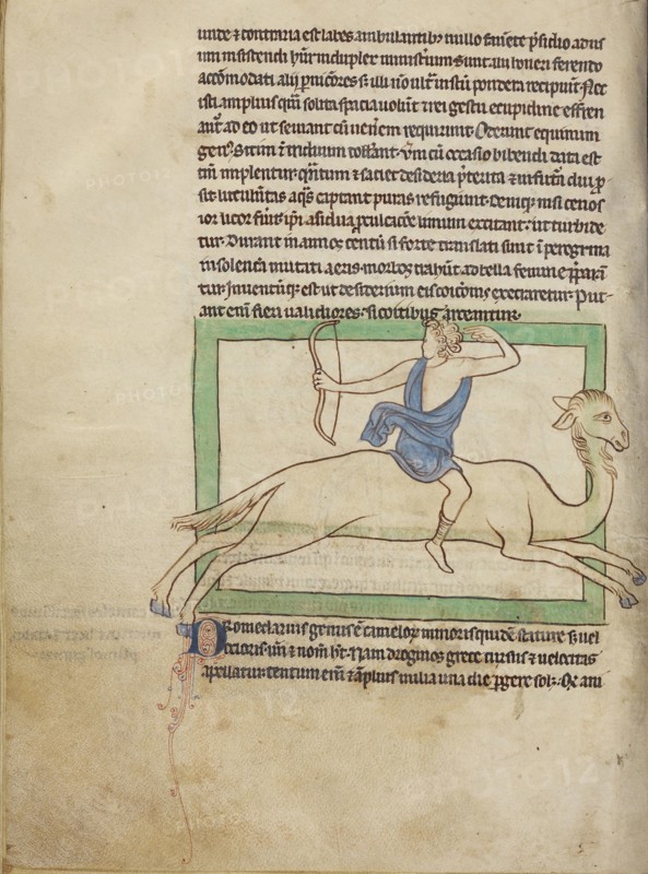 A Dromedary; England; about 1250 - 1260; Pen-and-ink drawings tinted with body color and translucent washes on parchment; Leaf