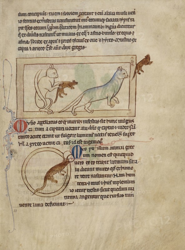 Cats; A Mouse; England; about 1250 - 1260; Pen-and-ink drawings tinted with body color and translucent washes on parchment; Leaf