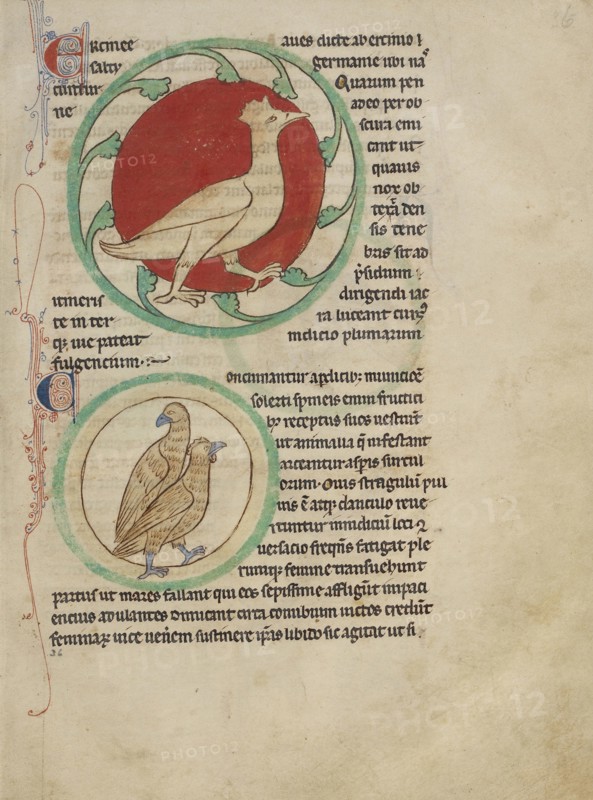 A Hercinia; Partridges; England; about 1250 - 1260; Pen-and-ink drawings tinted with body color and translucent washes