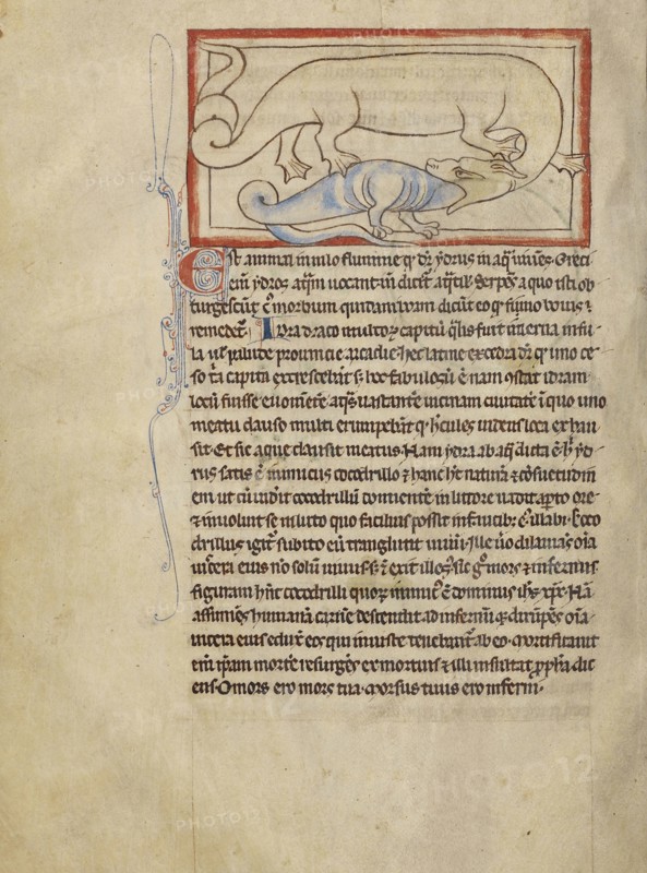A Hydrus; England; about 1250 - 1260; Pen-and-ink drawings tinted with body color and translucent washes on parchment; Leaf
