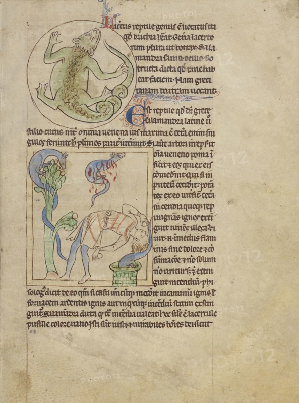 A Lizard; Salamanders; England; about 1250 - 1260; Pen-and-ink drawings tinted with body color and translucent washes