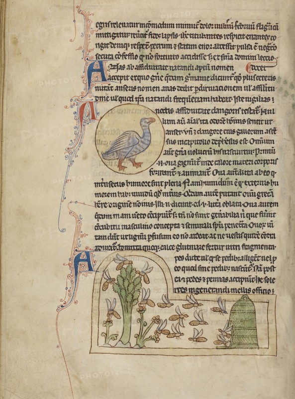 A Duck; Bees; England; about 1250 - 1260; Pen-and-ink drawings tinted with body color and translucent washes on parchment; Leaf