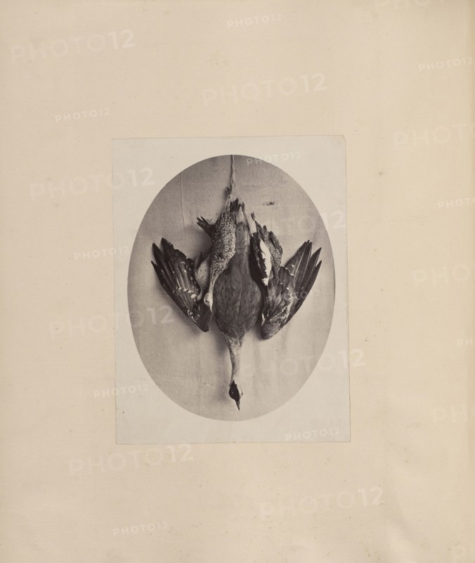 Dead Fowl; India; about 1881; Albumen silver print