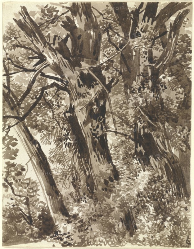 Trunks and Branches; Franz Innocenz Kobell, German, 1749 - 1822, Germany; about 1797 - 1819; Brown ink and wash; 21.2 x 16.4 cm