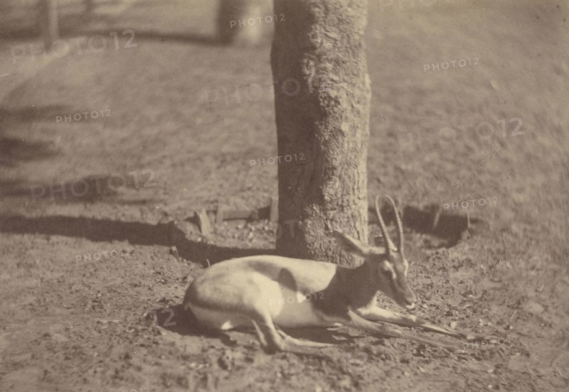 Gazelle Lying Down Against a Tree; Théodule Devéria, French, 1831 - 1871, France; 1865; Albumen silver print