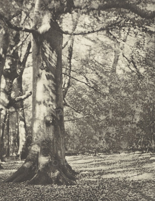 Dearleap Woods; Frederick H. Evans, British, 1853 - 1943, London, England; negative 1909; print 1911; Photogravure; 12 x 9.3 cm