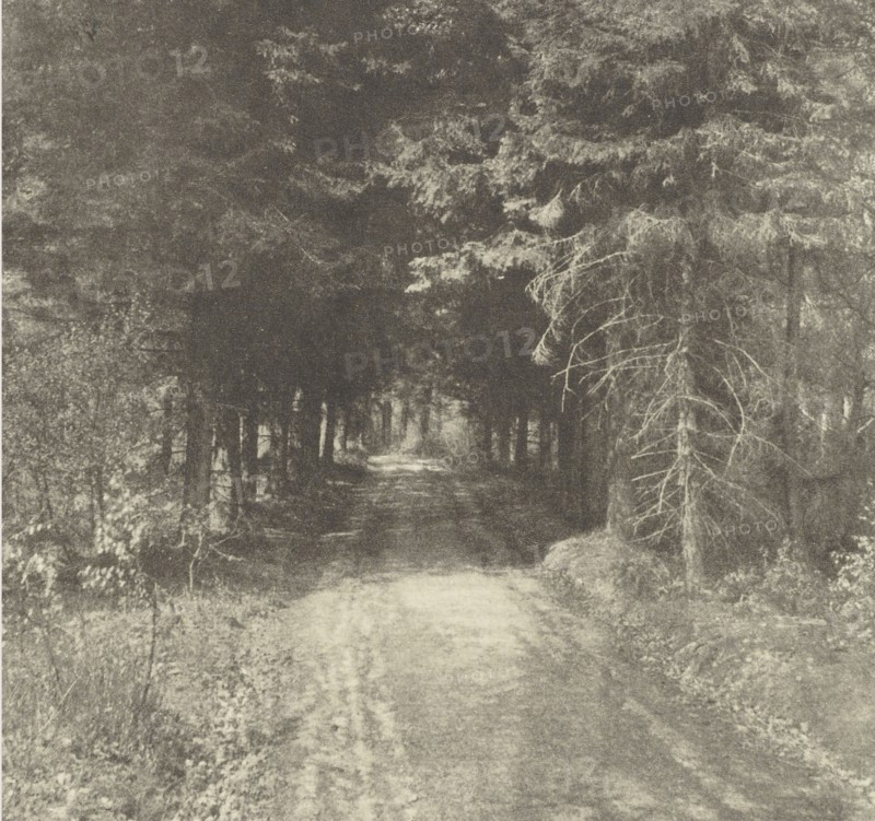 Fir Woods near Leith Hill, Surrey; Frederick H. Evans, British, 1853 - 1943, London, England; negative 1909; print 1911