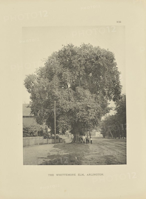 The Whittemore Elm, Arlington; Henry Brooks, American, born 1857, Boston, Massachusetts, United States; 1890; Photogravure