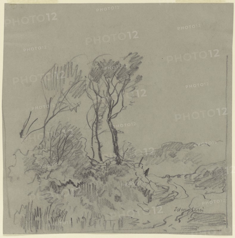 Tree Studies; Josef Wenglein, German, 1845 - 1919, Germany; n.d; Graphite; 20 x 19.8 cm, 7 7,8 x 7 13,16 in