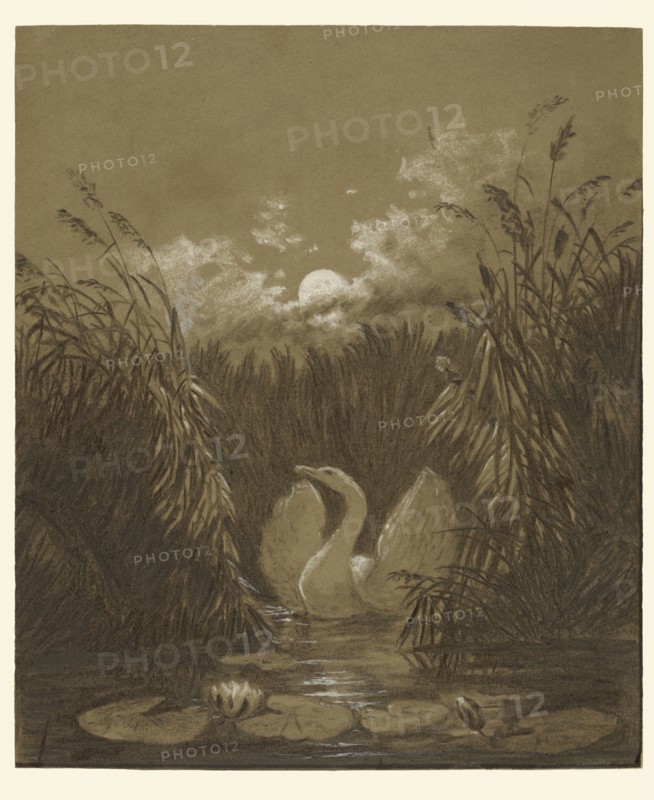 A Swan Among the Reeds, by Moonlight; Carl Gustav Carus, German, 1789 - 1869, Germany; September 18, 1852; Charcoal with white