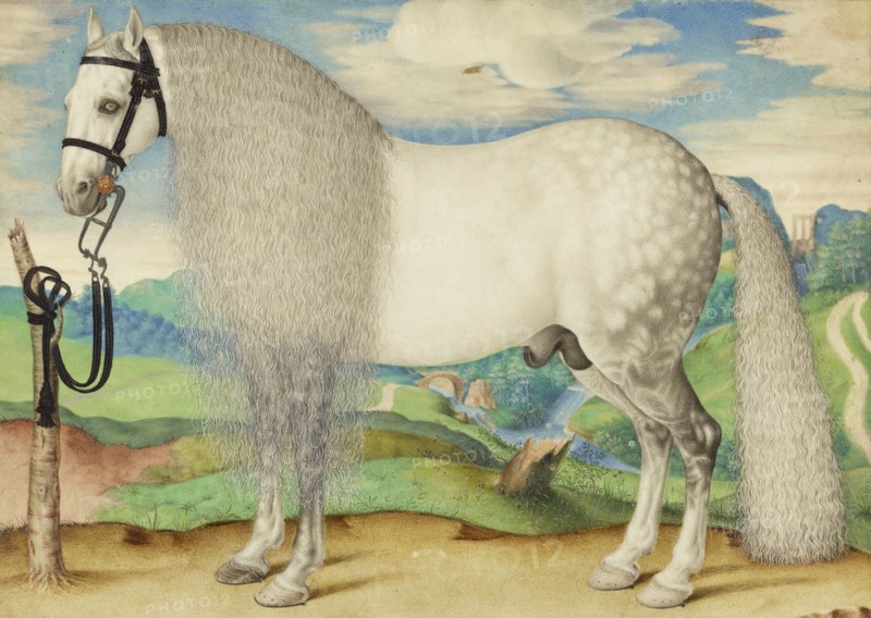 A Dappled Gray Stallion Tethered in a Landscape; Prague School, late 16th century; probably Prague, Czech Republic, ex-Holy