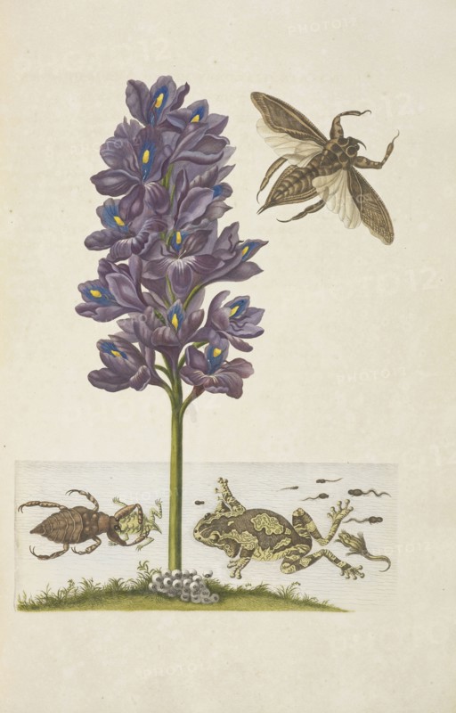 Water hyacinth, Eichhornia crassipes, with giant water bugs, Lethocerus grandis, veined tree-frog, Phrynohyas venulosa