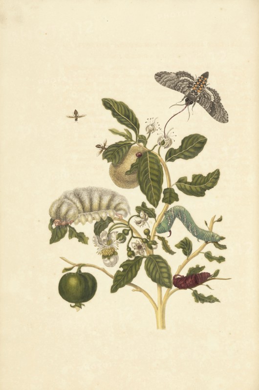 Guava, Psidium guineense, with hairy larva species of Podalia or Megalopyge, and larva and pupa of tobacco hawk moth Manduca