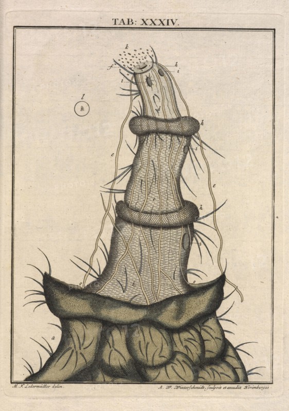 Table XXXIV: le boïau de la ponte d'une mouche femelle, Amusement microscopique tant pour l'esprit, que pour les yeux