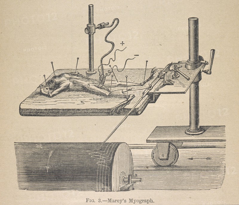 Marey's myograph, Animal mechanism: a treatise on terrestrial and aërial locomotion, Marey, Etienne-Jules, 1830-1904, Engraving