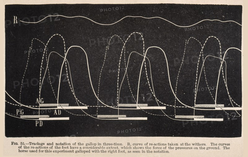 Tracings and notation of the gallop in three-time ... Animal mechanism: a treatise on terrestrial and aërial locomotion, Marey