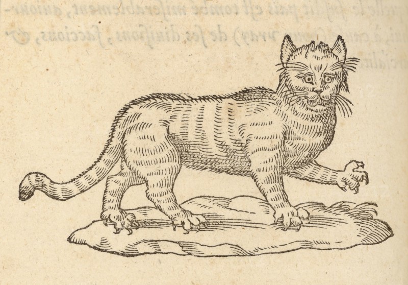 Le Chat, Devises heroïqves, Paradin, Claude, 16th cent., Salomon, Bernard, ca. 1506-ca. 1561, Woodcut, 1557, Woodcut