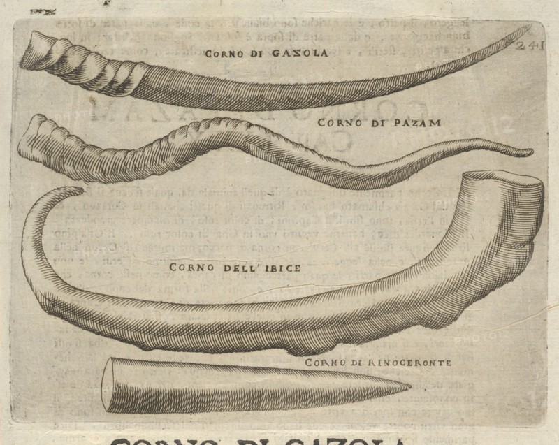 Corno di Gazola: Cap. LXXIII. Note, overo, Memorie del Museo del Conte Lodovico Moscardo Nobile Veronese, Uno de Padri Nell'
