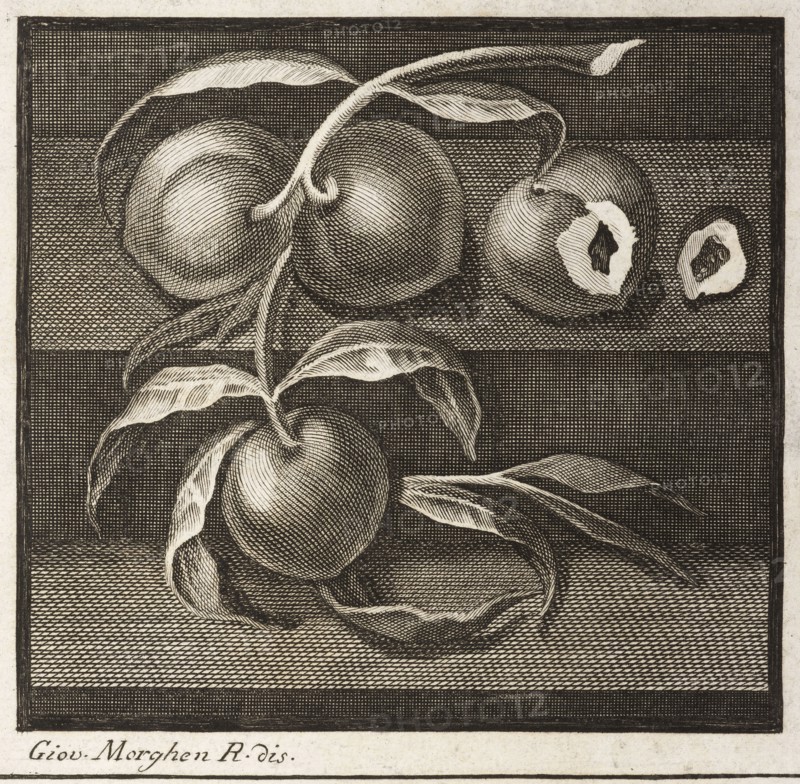 Plate 55, detail of bottom left, Delle antichità di Ercolano, Carcani, Pasquale, 1721-1783, Engraving, c. 1757-1792