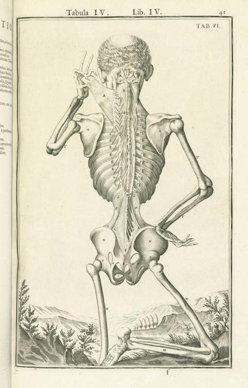 Tabula IV, Lib. IV., Tab. VI., Tabula IV, Lib. IV. Adriani Spigelii Bruxellensis equitis D. Marci, olim in Patavino gymnasio