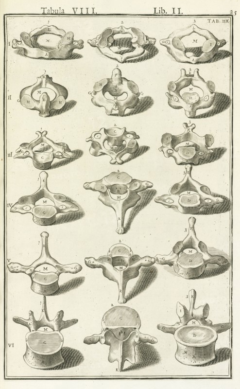 Lib. II, Tabula VIII, Lib. II, Adriani Spigelii Bruxellensis equitis D. Marci, olim in Patavino gymnasio anatomiae et chirurgiae