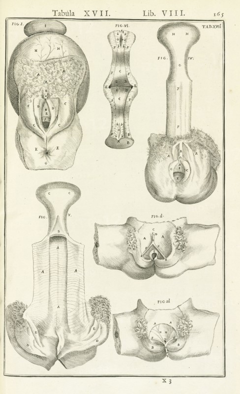 Lib. VIII, Tabula XVII, Lib. VIII, Adriani Spigelii Bruxellensis equitis D. Marci, olim in Patavino gymnasio anatomiae
