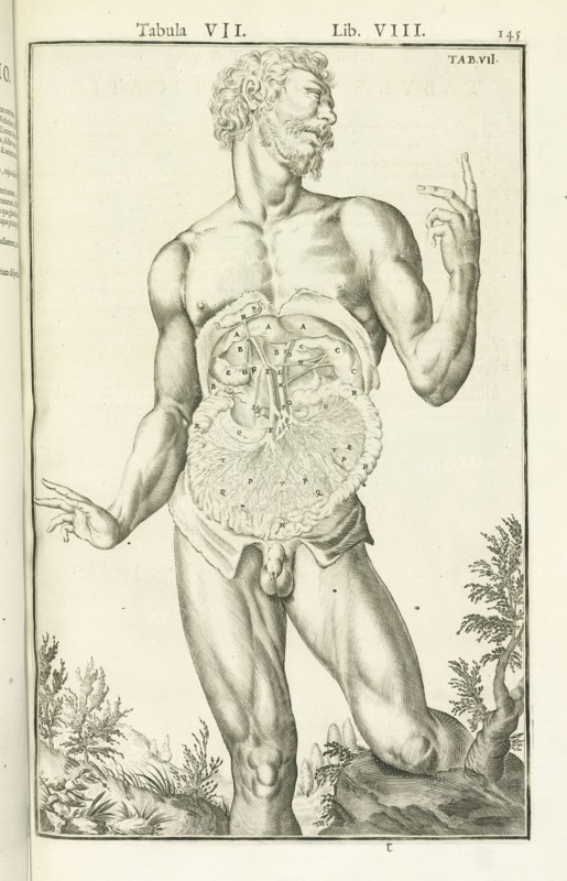 Lib. VIII, Tabula VII, Lib. VIII, Adriani Spigelii Bruxellensis equitis D. Marci, olim in Patavino gymnasio anatomiae