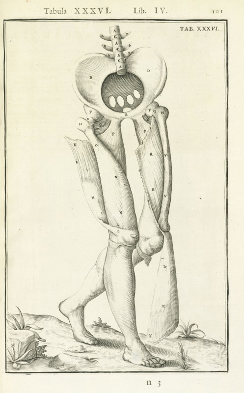 Lib. IV, Tabula XXXVI, Lib. IV, Adriani Spigelii Bruxellensis equitis D. Marci, olim in Patavino gymnasio anatomiae