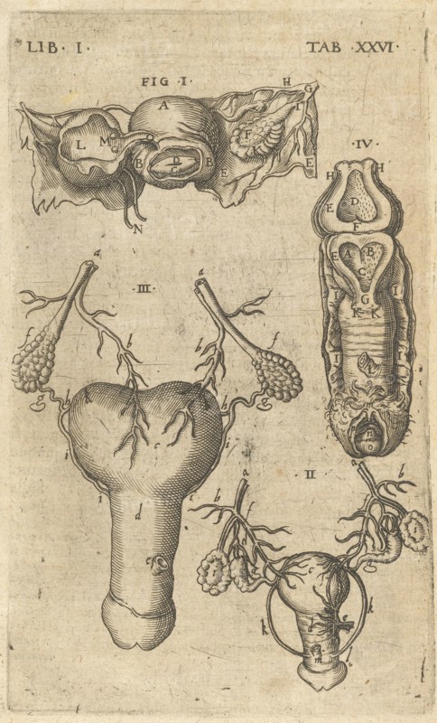 Lib. I. Tab. XXVI. Caspari Bauhini Basileensis Theatrvm anatomicum: novis figuris oeneis illustratum et in lucem emissum opera