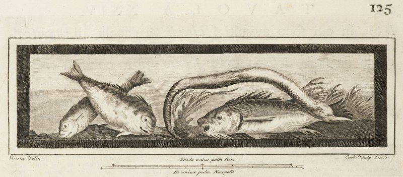 Tavola XXIV, Delle antichità di Ercolano, Baiardi, Ottavio Antonio, 1694-1764, Engraving, 1757-1792, Plate 24 on page 125.