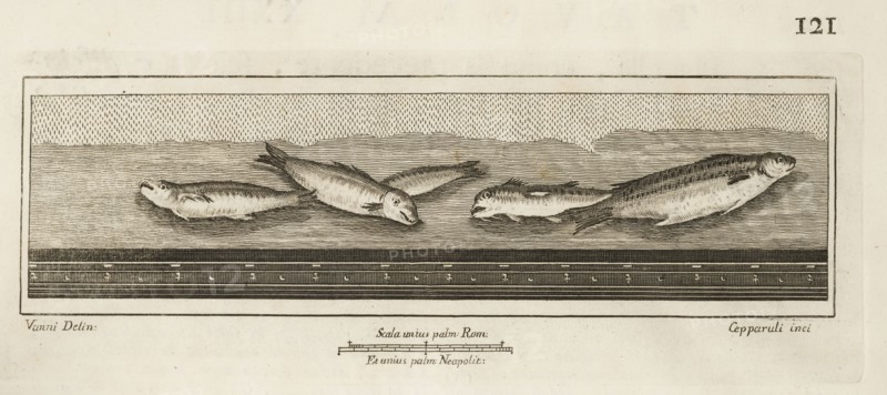 Tavola XXIII, Delle antichità di Ercolano, Baiardi, Ottavio Antonio, 1694-1764, Engraving, 1757-1792, Plate 23