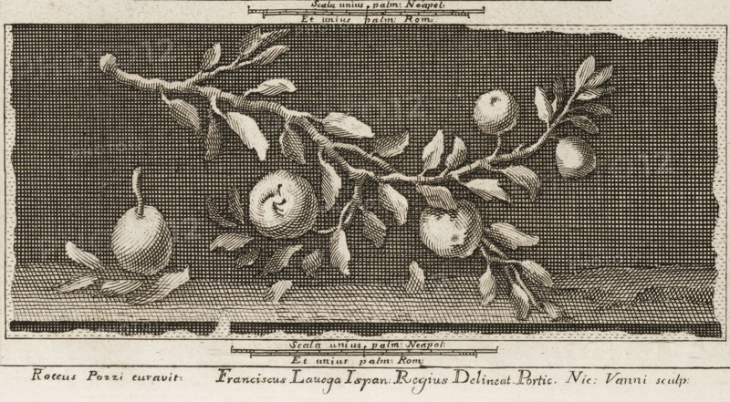 Delle antichità di Ercolano, Baiardi, Ottavio Antonio, 1694-1764, Engraving, 1757-1792, at lower center of page 73