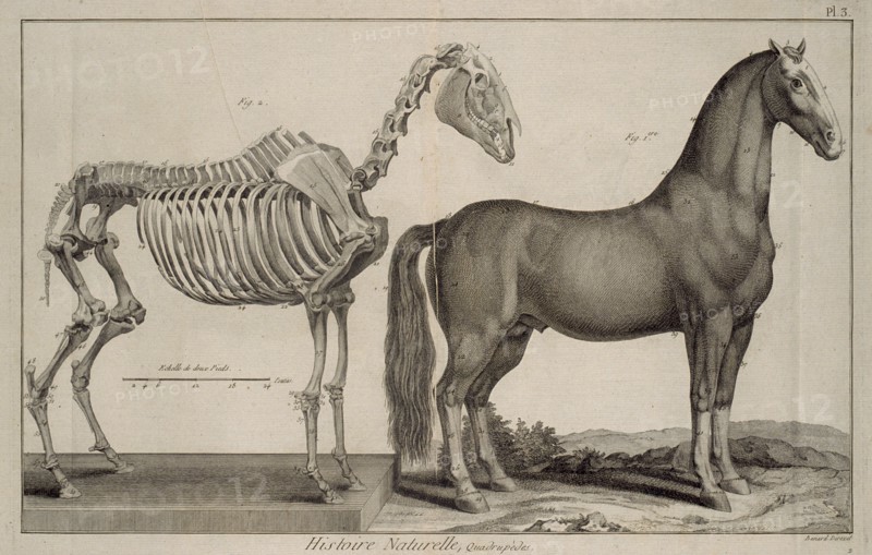 Histoire naturelle, quadrupèdes, Encyclopédie méthodique, ou par ordre de matières, Bénard, fl. 1806-1830, Engraving, 1782-1832
