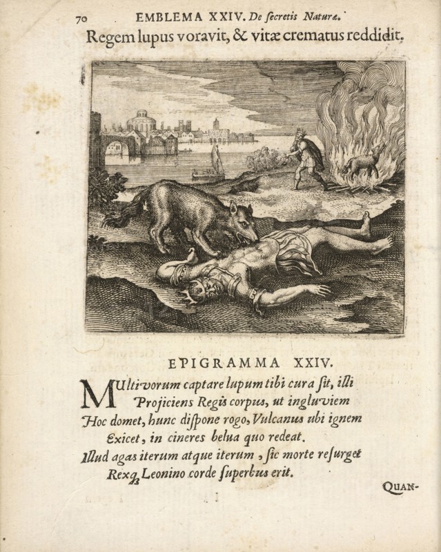 Emblema XXIV: Regem lupus voravit, and vitae crematus reddidit, Michaelis Majeri, Secretioris naturae secretorum scrutinium