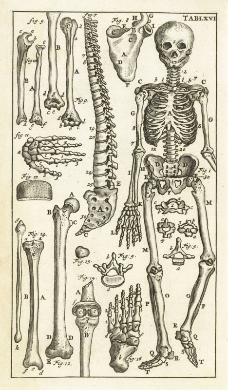 Tab. LXVI, Steph. Blancardi Anatomia reformata, sive, Concinna corporis humani dissectio, ad neotericorum mentem adornata