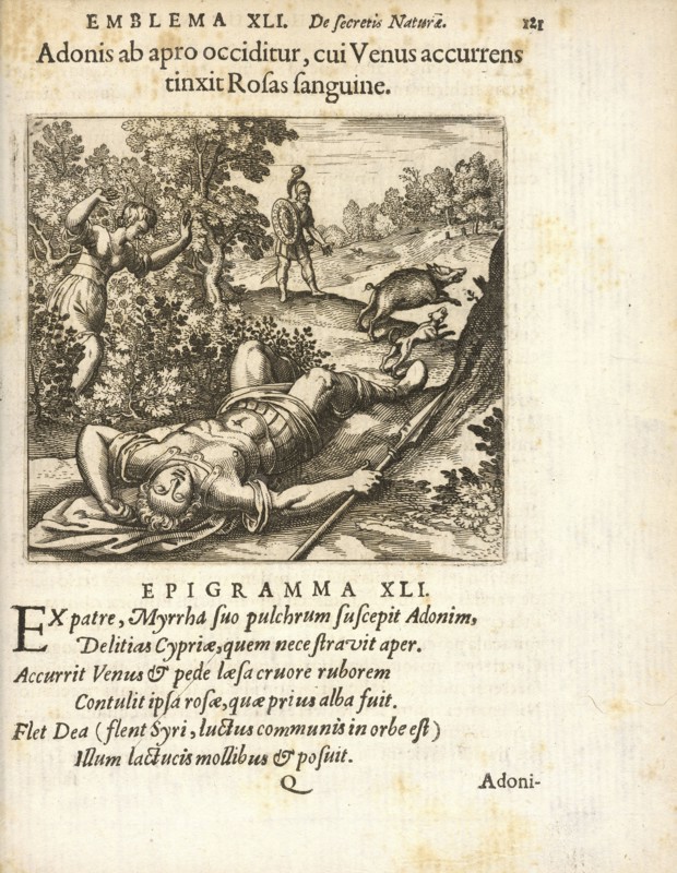 Emblema XLI: Adonis ab apro occiditur, cui Venus accurrens tinxit Rosas sanguine. Michaelis Majeri, Secretioris naturae