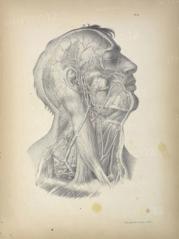 Pl. 4, Surgical anatomy, Maclise, Joseph, Lithography, 1851, Colored lithograph. Maclise is the author and illustrator