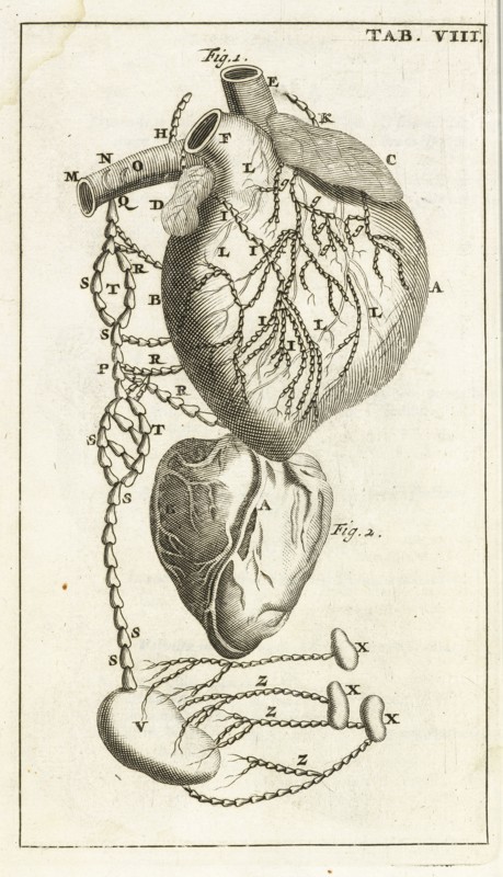 Tab. VIII, Steph. Blancardi Anatomia reformata, sive, Concinna corporis humani dissectio, ad neotericorum mentem adornata